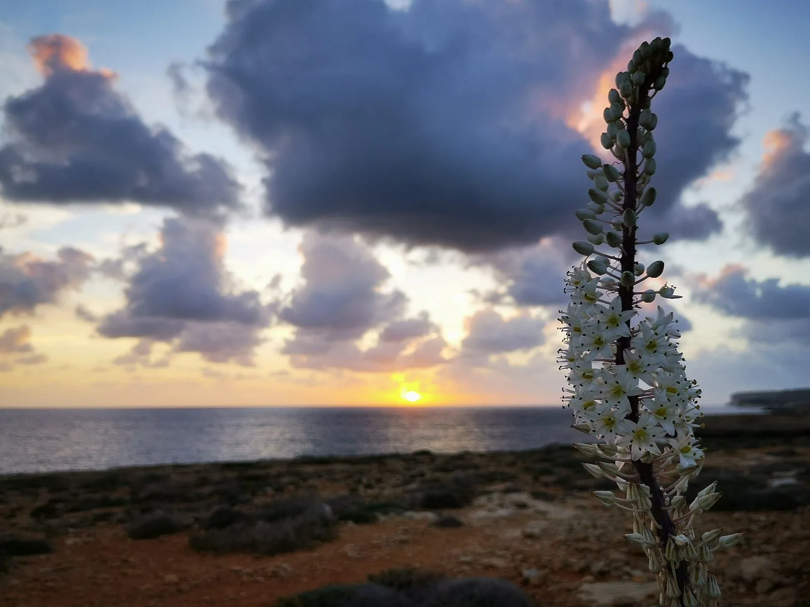 Tramonto sul mare dalla costa rocciosa di Lampedusa, con una scilla marittima in fiore in primo piano