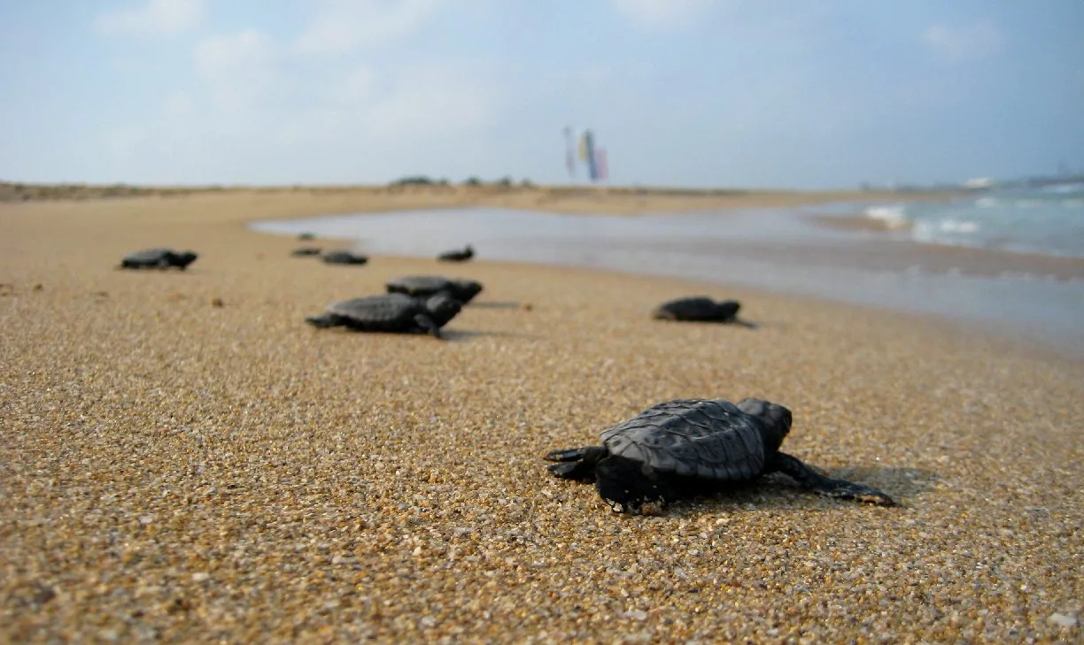 Piccoli di tartaruga marina Caretta caretta che attraversano la sabbia verso il mare